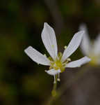 Pine barren stitchwort